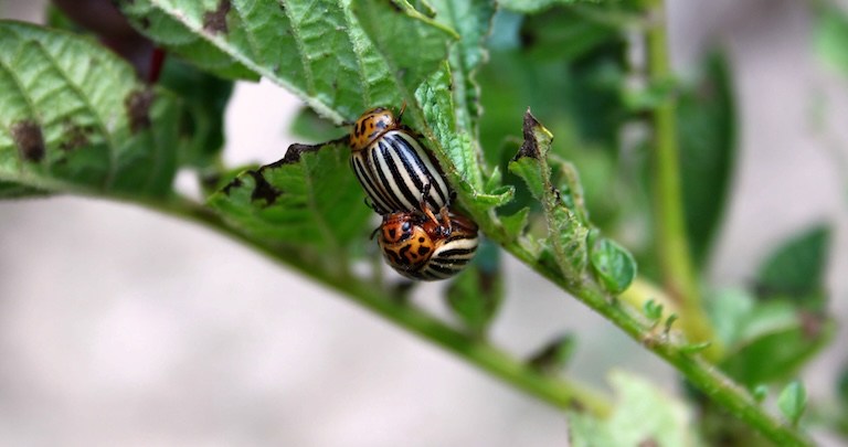 potato beetle mate