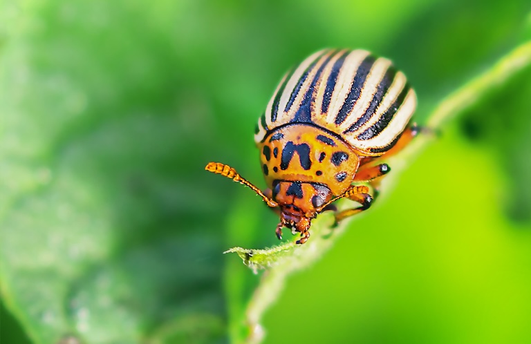 potato beetle profile