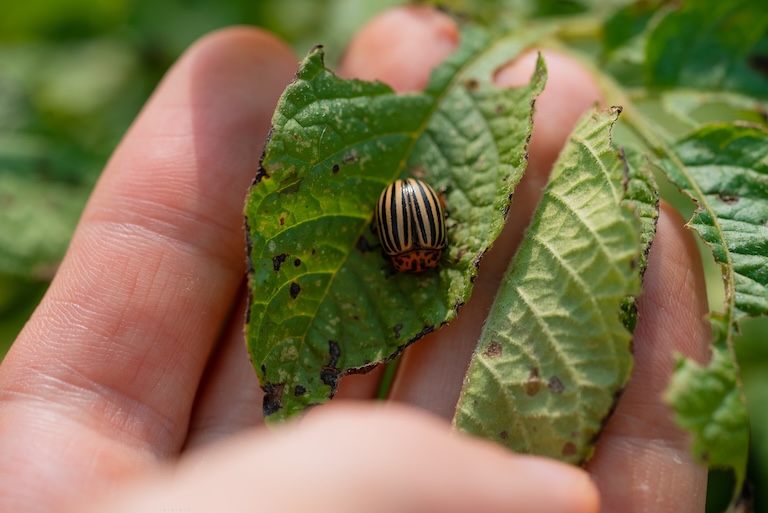 potato beetle size