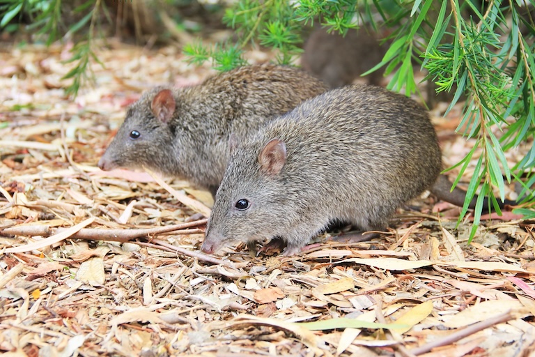 potoroo pair