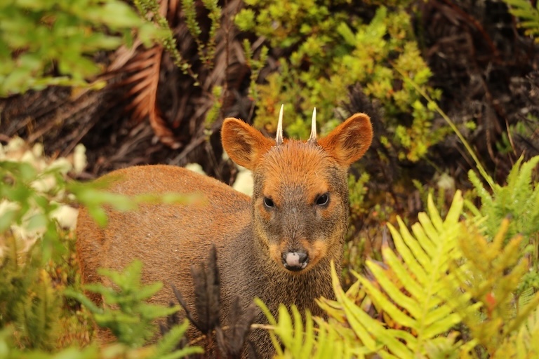 pudu profile