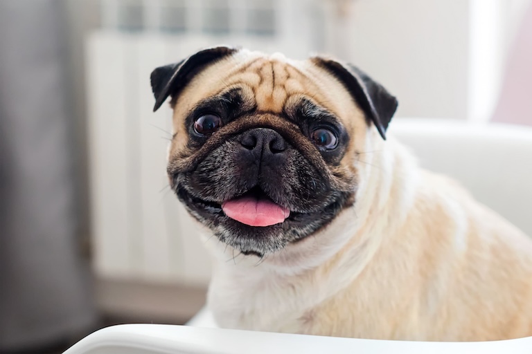 pug smiling