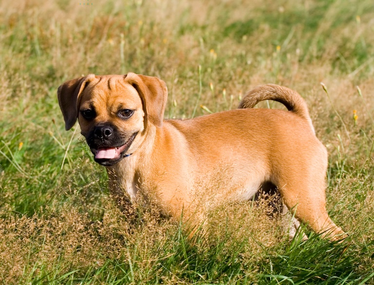 puggle in the field