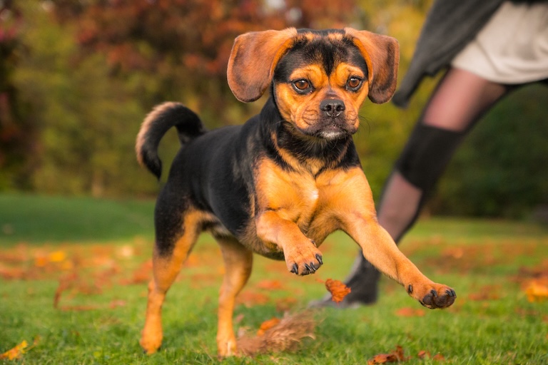 puggle in the park
