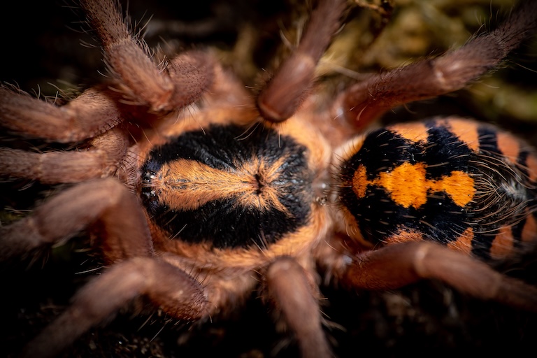 pumpkin patch tarantula close