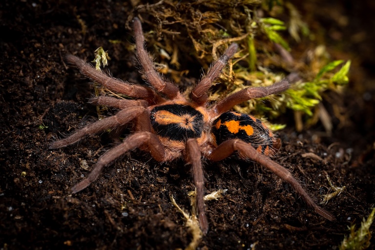 pumpkin patch tarantula full