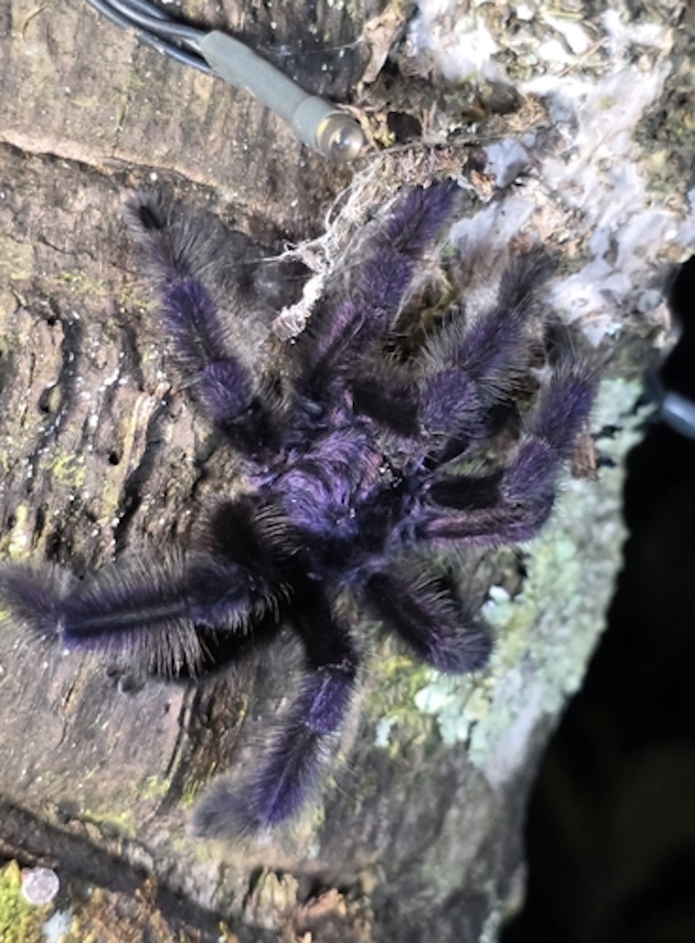 purple tree tarantula climb