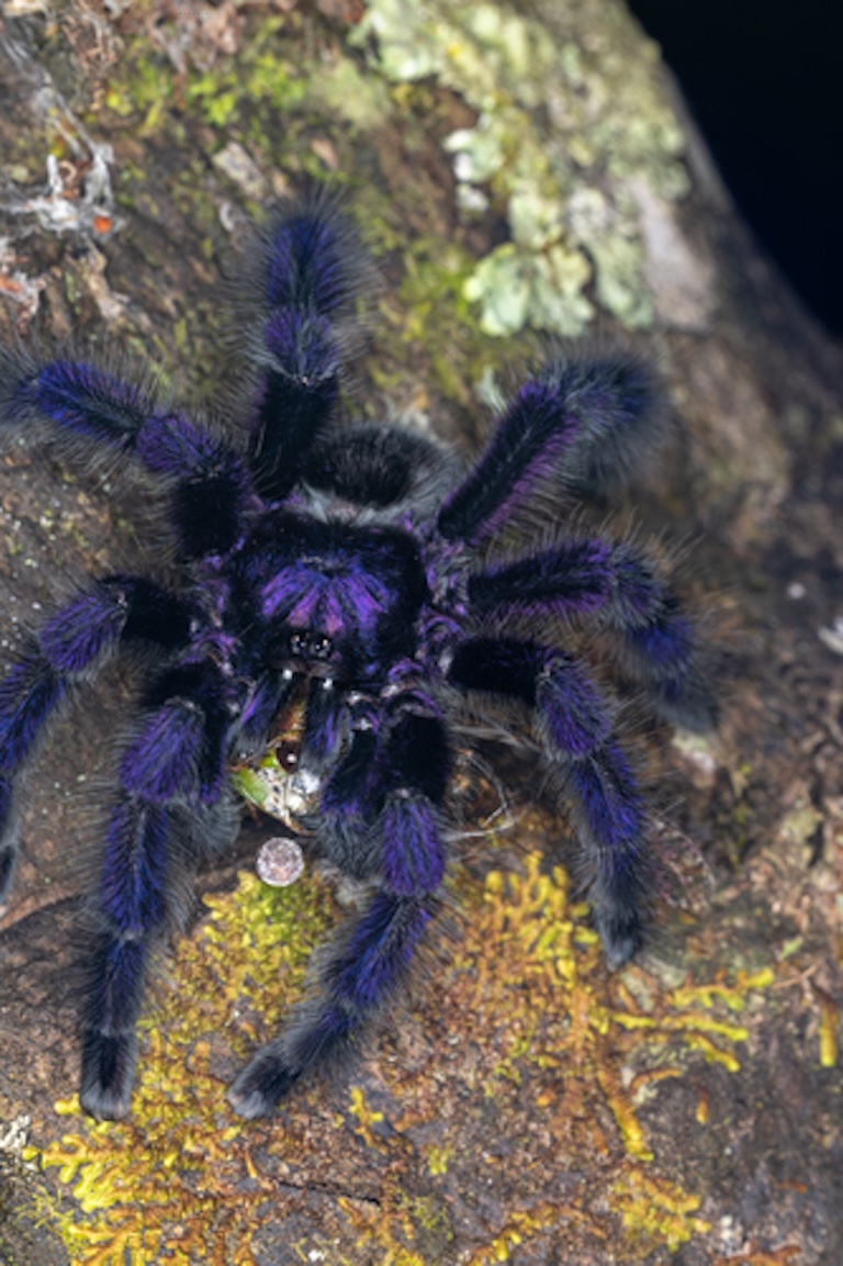 purple tree tarantula close