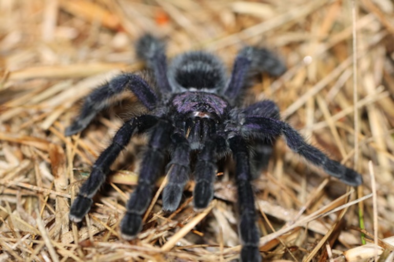 purple tree tarantula furry