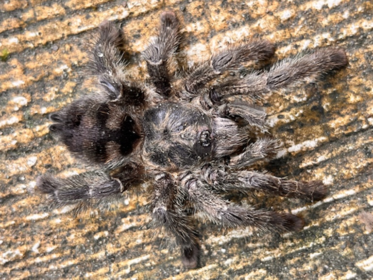 purple tree tarantula on a log