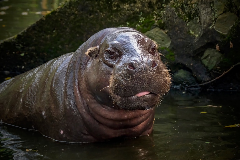 pygmy hippopotamus in water