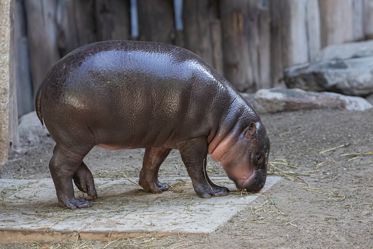 pygmy hippopotamus profile