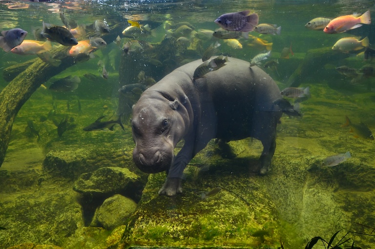 pygmy hippopotamus swim