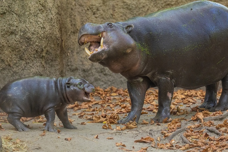 pygmy hippopotamus with a baby