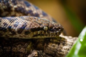 Pygmy Python Facts - Fact Animal