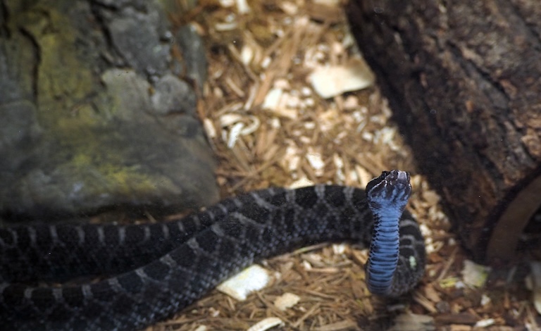 pygmy rattlesnake alert