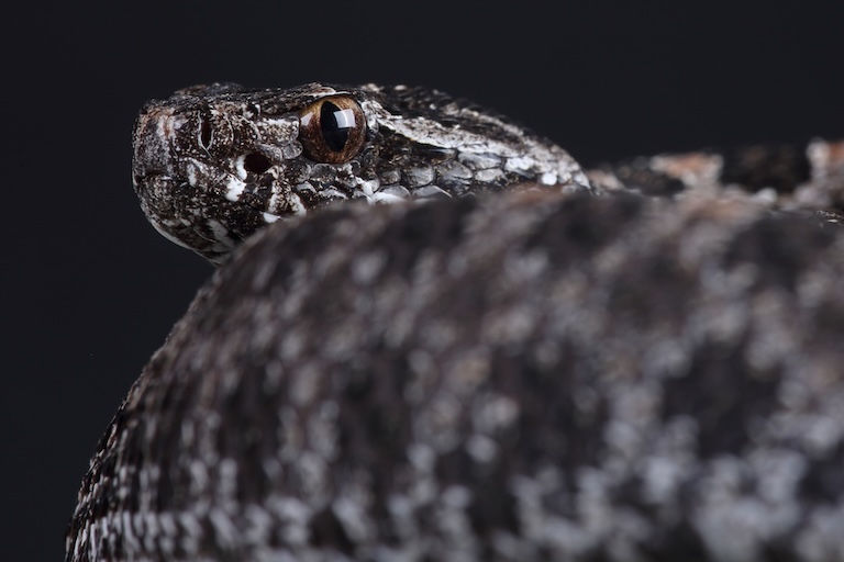 pygmy rattlesnake profile