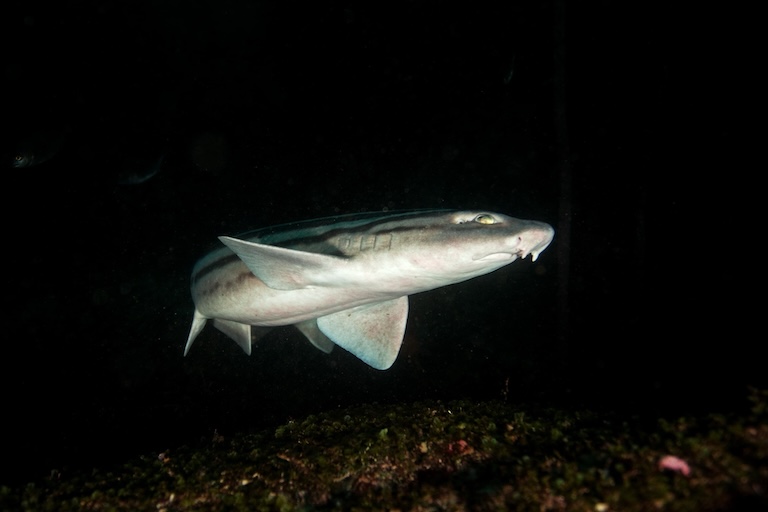 pyjama shark deep