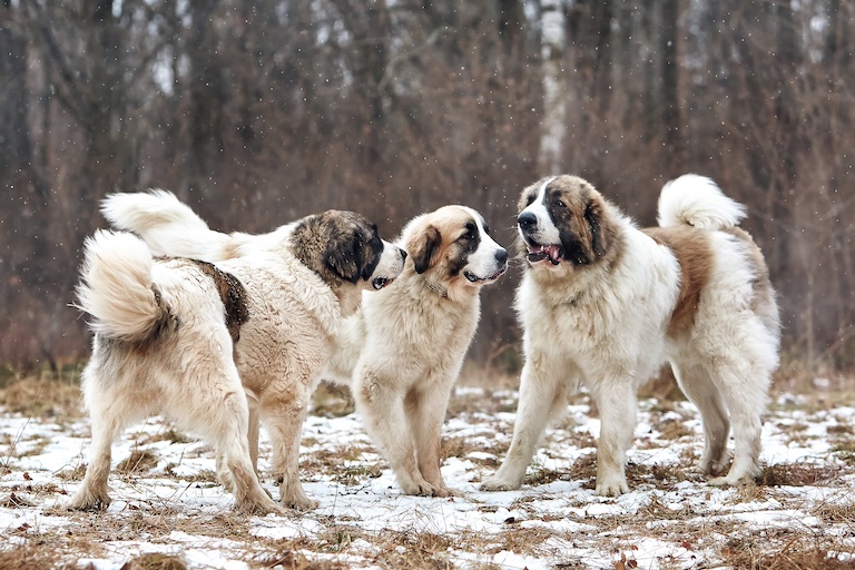 pyrenean mastiff group