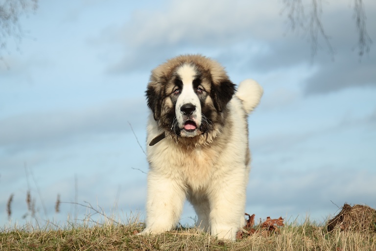 pyrenean mastiff puppy