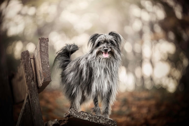 pyrenean shepherd in the park