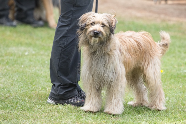 pyrenean shepherd size