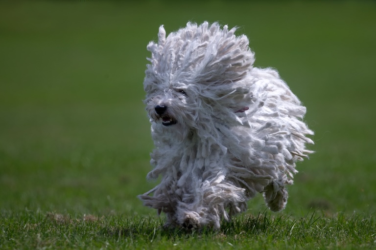 white puli