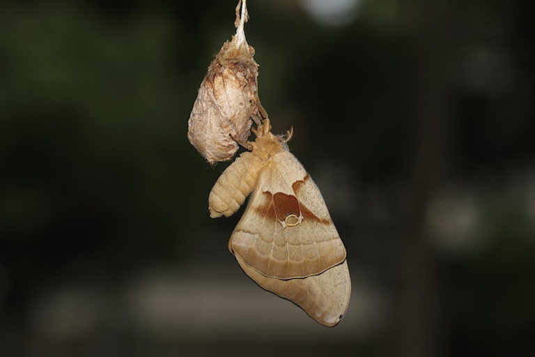 adult polyphemus moth
