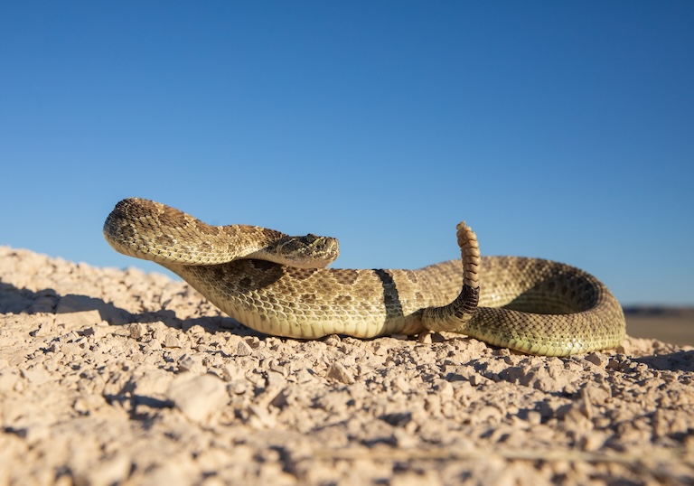 colorado prairie rattlesnake