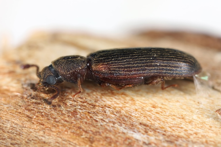 cosmopolitan powderpost beetle