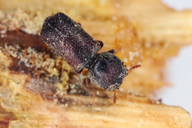 horned powderpost beetle