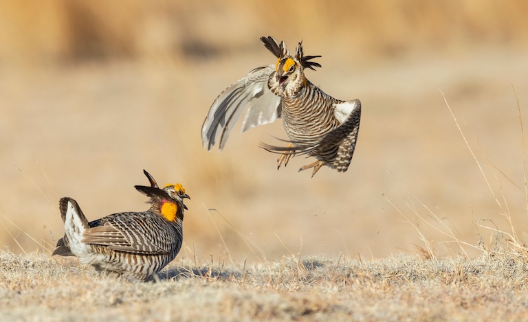 prairie chicken fight