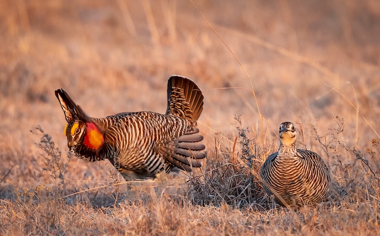 prairie chicken in the field