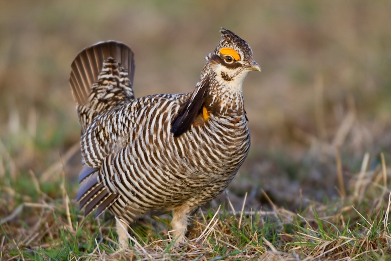 prairie chicken profile