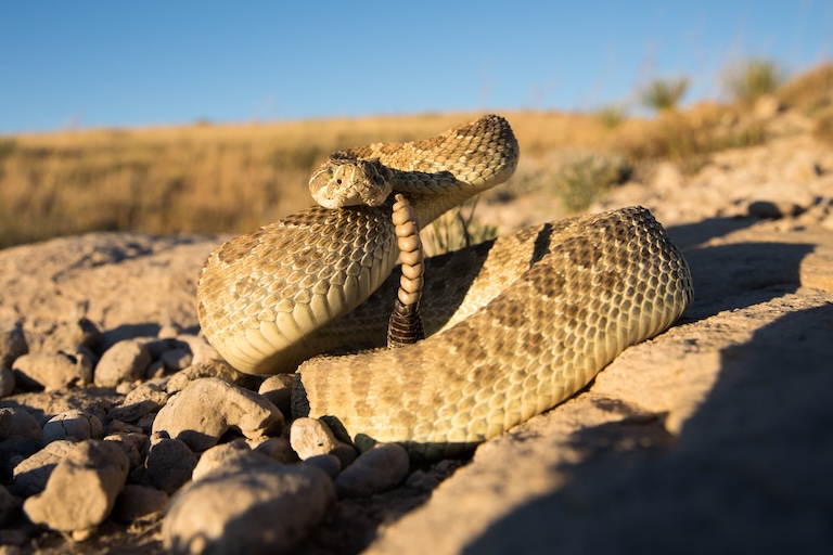 prairie rattlesnake on a rock