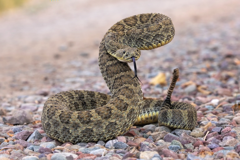 prairie rattlesnake profile