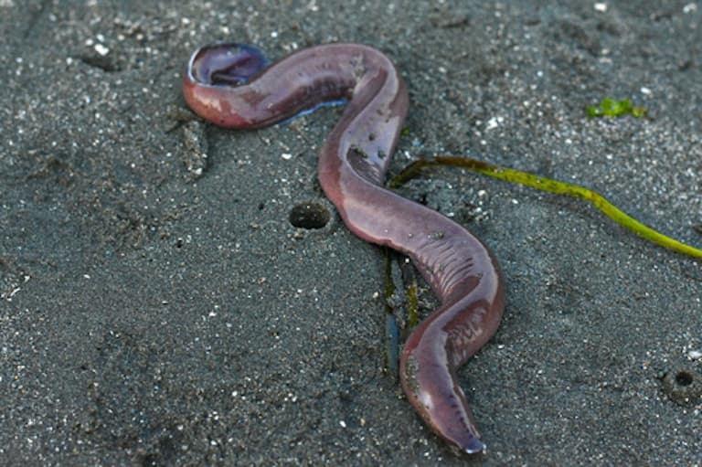 Pacific Hagfish Profile
