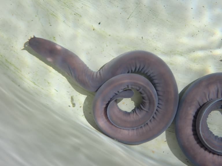 Pacific Hagfish coiled
