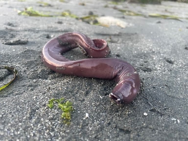 Pacific Hagfish at the ocean bottom