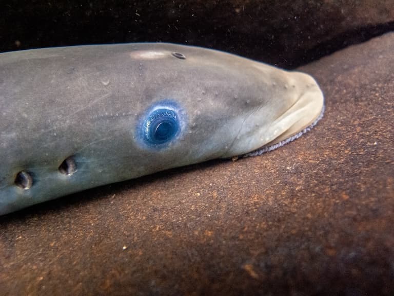 Pacific Lamprey Profile