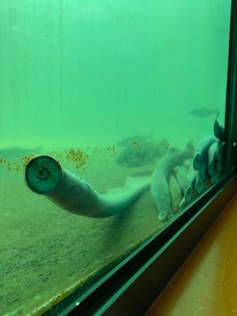 Pacific Lamprey in a aquarium