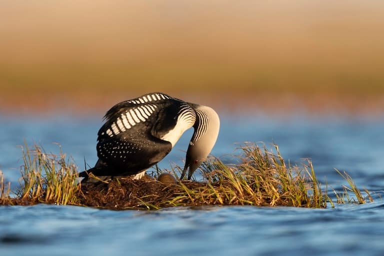 Pacific Loon nesting
