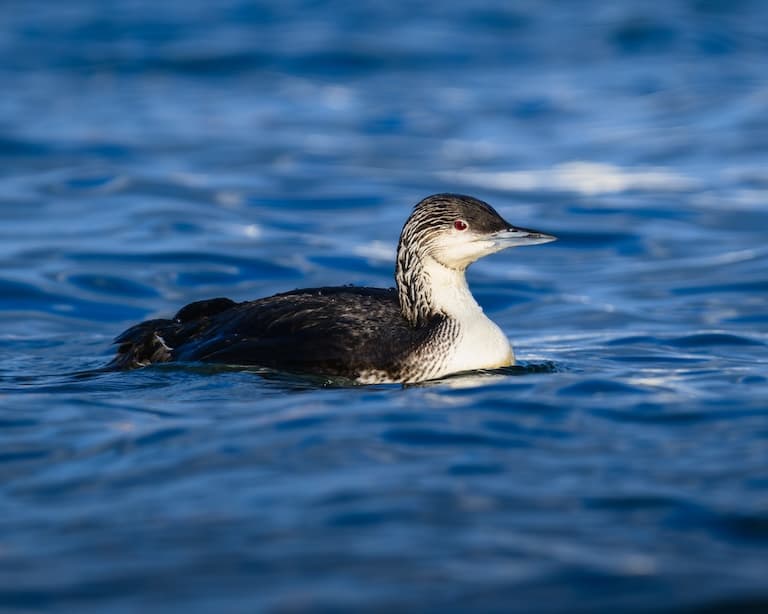 Pacific Loon profile