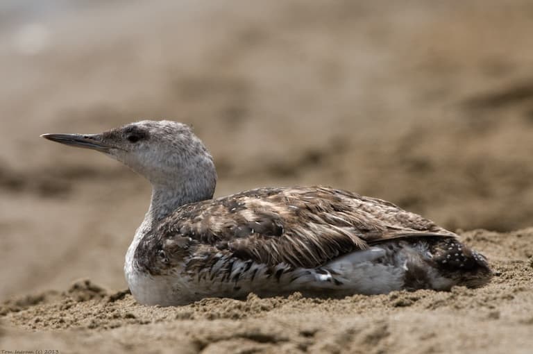 Pacific Loon sitting on the sand