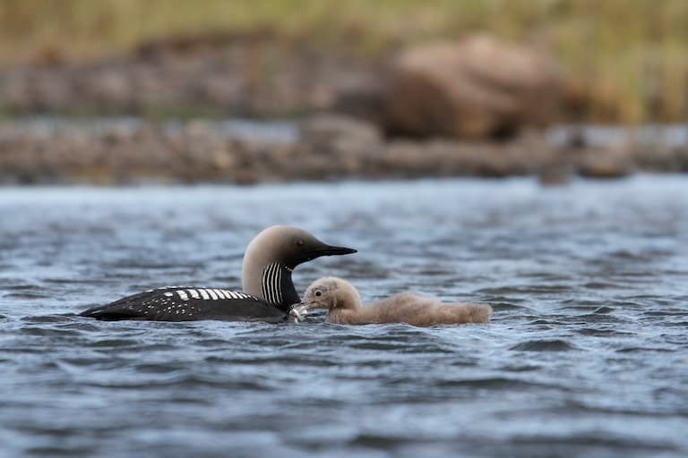 Pacific Loon mother and the young one
