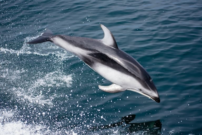 Pacific White-sided Dolphin Profile