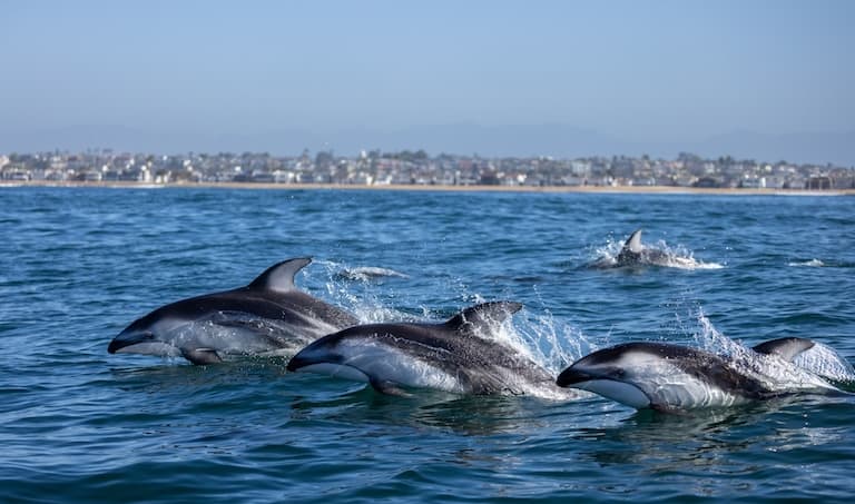 Pacific White-sided Dolphins in a group