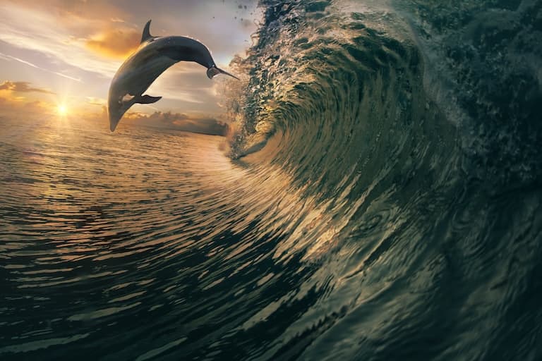Pacific White-sided Dolphin jumping over the water waves
