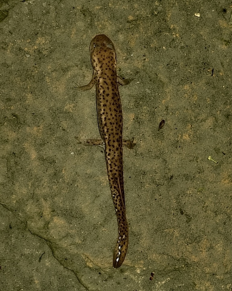 Paddletail Newt resting in the water