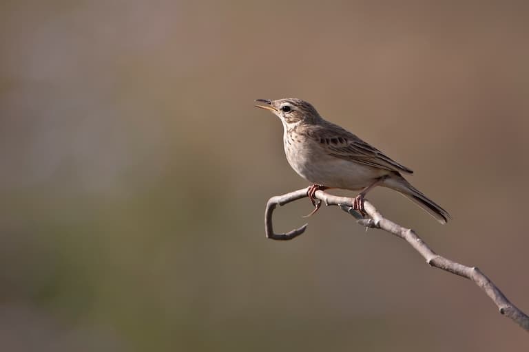 Paddyfield Pipit profile